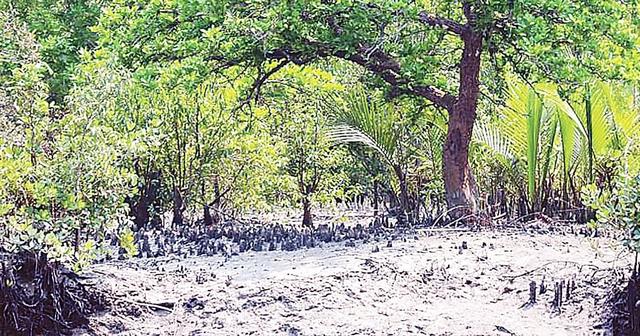 হুমকির মুখে সুন্দরবন, ভারসাম্য নষ্টের শঙ্কা