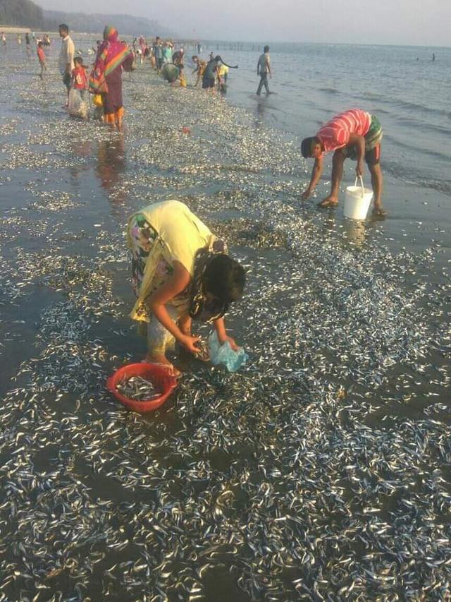 সৈকতে ভেসে আসছে মণ মণ মরা মাছ